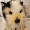 Westie - Perro
