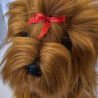 Yorkshire - perro