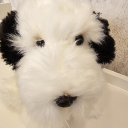 Bobtail - perro