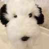 Bobtail - perro