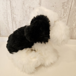 Bobtail - perro