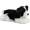 Border Collie - perro
