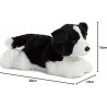 Border Collie - perro