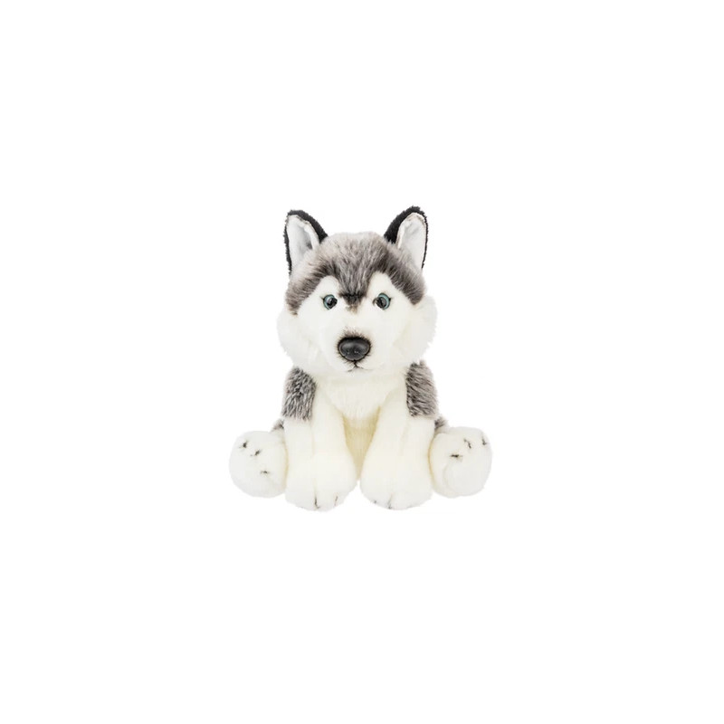 Husky - Perro